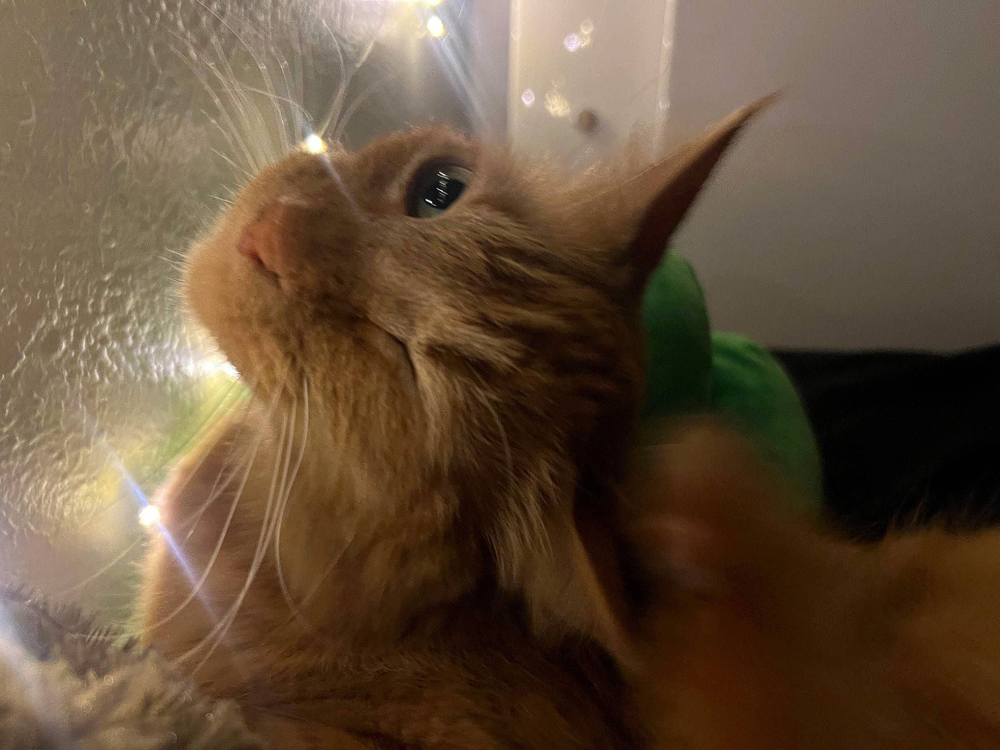 Pelusa is registered to the contest to win money with this photo: box, carnivore, cat, domestic_short_haired_cat, ear, eye, fawn, felidae, fur, small_to_medium_sized_cats, snout, whiskers