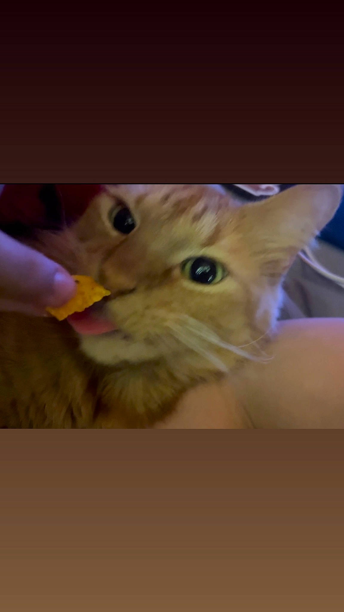 Pelusa joined the competition — help win amazing prizes! carnivore, cat, claw, domestic_short_haired_cat, ear, eyelash, fawn, felidae, fur, gesture, paw, photo_caption, small_to_medium_sized_cats, snout, tail, whiskers