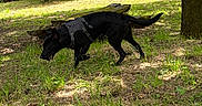 Sinaï Missio Deï a rejoint le concours — aidez-le/la à gagner de superbes lots ! dog, black_dog, harness, grass, tree, branch, bench, nature, outdoor, sunlight, greenery, sniffing, canine, park, summer, shade, animal, pet, walking, wood