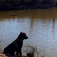 Sinaï Missio Deï participe au concours pour gagner de l'argent avec cette photo : dog, black_dog, river, water, reflection, nature, outdoor, animal, sitting, dirt, grass, trees, calm, harness, landscape, sunlight, side_view, quiet, peaceful, bank