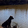 dog, black_dog, river, water, reflection, nature, outdoor, animal, sitting, dirt, grass, trees, calm, harness, landscape, sunlight, side_view, quiet, peaceful, bank