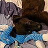 puppy, dog, black_dog, plush_toy, elephant_toy, rope_toy, bed, blanket, cuddle, lying_down, pet, cute, indoors, cozy, soft_toy, animal, young_dog, resting, looking_up, sleepy