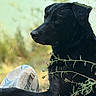 Sinaï Missio Deï a rejoint le concours — aidez-le/la à gagner de superbes lots ! dog, black_dog, wet_fur, rugby_ball, grass, wildflowers, outdoor, nature, animal, pet, close_up, calm, resting, side_profile, summer, greenery, sport_equipment, paw, field, serene