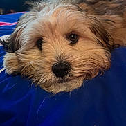 Dottie is registered to the contest to win money with this photo: dog, pet, fluffy, lying_down, blue_blanket, close_up, cute, fur, animal, relaxed, indoors, nose, face, expression, soft, companion, resting, adorable, brown_fur, portrait