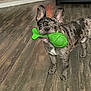 Thor is registered to the contest to win money with this photo: dog, french_bulldog, toy, green_toy, wooden_floor, living_room, couch, gift_boxes, sign, pet, playful, indoor, brown_floor, ears_up, looking_at_camera, pet_toy, animal, domestic_animal, flooring, fur_pattern