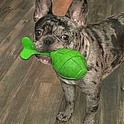 Thor joined the competition — help win amazing prizes! dog, french_bulldog, toy, green, bone_shaped, pet, indoor, wooden_floor, playful, animal, ears, face, mouth, standing, curious, brown, black_spots, flooring, cute, small_dog