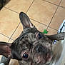 Thor joined the competition — help win amazing prizes! dog, french_bulldog, brindle, ears, floor, tile, paws, indoor, pet, looking_up, curious, close_up, animal, mammal, companion, cute, snout, whiskers, home, domestic