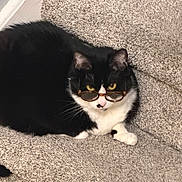 Tink is registered to the contest to win money with this photo: cat, black_and_white, glasses, carpet, stairs, pet, animal, indoor, cute, feline, resting, wearing_accessory, curious, whiskers, paws, portrait, domestic_animal, funny, cozy, looking