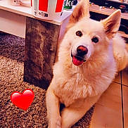 Lokie participe au concours pour gagner de l'argent avec cette photo : animal, architecture, canine, computer, computerhardware, cup, desk, disposablecup, dog, electronics, furniture, hardware, husky, laptop, monitor, pc, pet, puppy, screen, table
