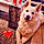 Lokie