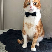 Cannelle a rejoint le concours — aidez-le/la à gagner de superbes lots ! cat, orange_cat, white_cat, bow_tie, pet, animal, indoor, sitting, curious, feline, whiskers, fur, portrait, close_up, domestic_cat, tabby, looking_away, black_bow_tie, furniture, neutral_background