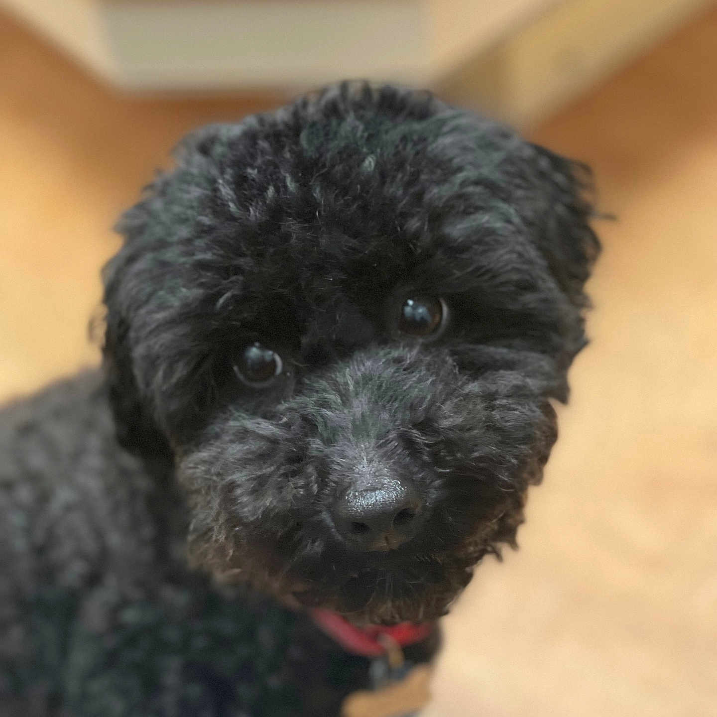 Rosie