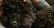 Rosie is registered to the contest to win money with this photo: black_dog, close_up, comfort, couch, cozy, curly_fur, cushion, dog, eye, fleece_jacket, fur, hand, home, indoor, nose, person, pet, relaxing, scratching, snuggling
