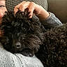 Rosie is registered to the contest to win money with this photo: dog, black_dog, curly_fur, pet, person, hand, fleece_jacket, couch, cushion, indoor, cozy, close_up, fur, nose, eye, scratching, relaxing, comfort, home, snuggling