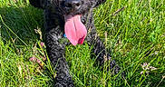 Rosie joined the competition — help win amazing prizes! dog, black_dog, curly_fur, tongue_out, tennis_ball, grass, greenery, outdoor, sunlight, pet, playing, happy, canine, nature, summer, animal, muzzle, collar, grass_blades, bright