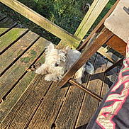 Shivers is registered to the contest to win money with this photo: dog, white_dog, wooden_deck, outdoor, sunlight, shadow, chair, cushion, person_partial, fur, relaxed, rustic, plank_floor, nature, greenery, daylight, pet, animal, leisure, resting
