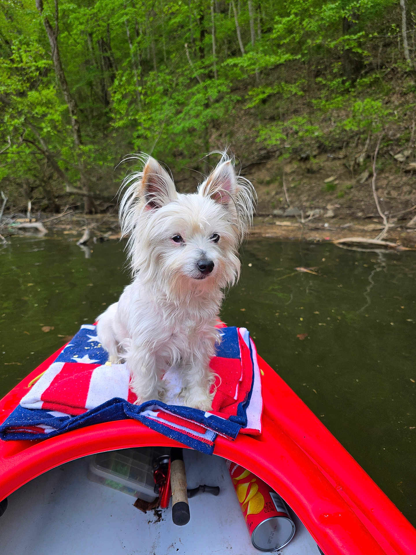 Shivers is registered to the contest to win money with this photo: dog, white_dog, small_dog, kayak, red_kayak, towel, american_flag_towel, water, river, forest, trees, nature, outdoor, pet, animal, fur, ears, calm, scenery, floating