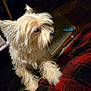 Shivers is registered to the contest to win money with this photo: dog, small_dog, fluffy, cream_fur, pet, indoor, plaid, red_and_black, fabric, paw, looking, wood_floor, rug, attention, close_up, animal, companion, cute, fur, canine