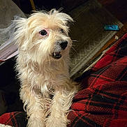 Shivers is registered to the contest to win money with this photo: dog, white_dog, fluffy, pet, indoor, plaid, red_plaid, black_plaid, fur, paws, animal, carpet, floor, cozy, looking_away, resting, cute, small_dog, domestic_animal, companion