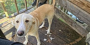 Honey is registered to the contest to win money with this photo: dog, canine, pet, animal, porch, wooden_floor, person, camo_pants, stool, outdoor, nature, greenery, curious, brown_and_white, tail, paws, daylight, rustic, wooden_railings, looking_up