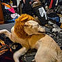 dog, costume, lion_mane, skeleton_shirt, bed, blanket, person, clothing, indoor, room, sitting, furniture, shelf, clothes, casual, pet, playful, animal, mammal, human