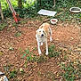 dog, outdoor, chain, leaves, dirt, grass, food_bowl, water_bowl, fence, wood, plant, greenery, garden_tool, curious, pet, animal, daylight, nature, rural, ground