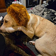 Honey joined the competition — help win amazing prizes! dog, costume, lion_mane, bed, blanket, clothes, indoor, furniture, blur, motion, paw, tail, fabric, person_hand, sleeve, plaid, camo, light, shadow, animal