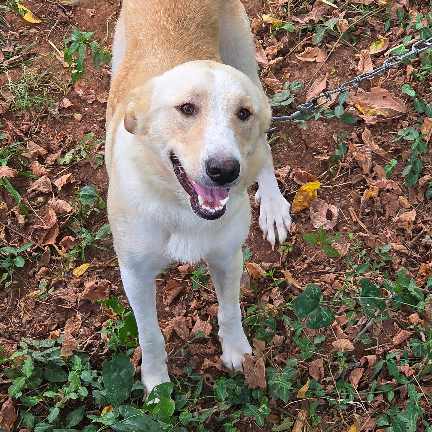 Honey joined the competition — help win amazing prizes! animal, canine, daylight, dog, earth, friendly, fur, grass, happy, leash, leaves, looking_up, mammal, nature, outdoor, pet, playful, smiling, standing, tail