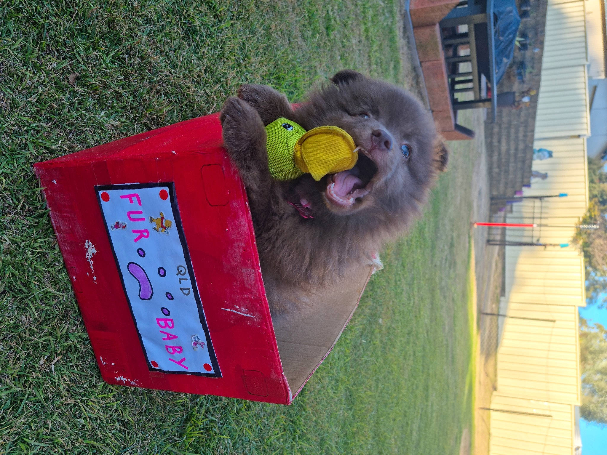Rhea joined the competition — help win amazing prizes! fur, grass, koala, marsupial, primate, rectangle, snout, terrestrial_animal, toy, wildlife, wood, working_animal