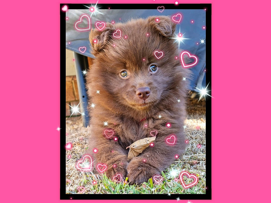 Rhea joined the competition — help win amazing prizes! art, canidae, carnivore, companion_dog, dog, dog_breed, fawn, fictional_character, fur, liver, magenta, organism, pattern, rectangle, snout, sporting_group, terrestrial_animal, visual_arts, whiskers, wildlife