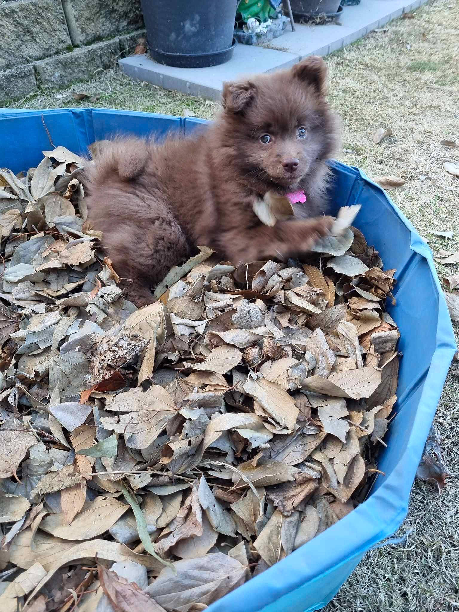 Rhea joined the competition — help win amazing prizes! canidae, carnivore, cat, cat_supply, companion_dog, dog_breed, domestic_short_haired_cat, fawn, felidae, fur, road_surface, russian_blue, small_to_medium_sized_cats, snout, soil, sporting_group, tail, terrestrial_animal, toy_dog, whiskers