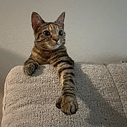 Aurora is registered to the contest to win money with this photo: cat, tabby, indoor, couch, furniture, paw, pet, animal, curious, texture, home, wall, relaxed, feline, whiskers, claws, looking, stretching, cute, domestic