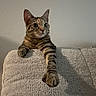 cat, tabby, indoor, couch, furniture, paw, pet, animal, curious, texture, home, wall, relaxed, feline, whiskers, claws, looking, stretching, cute, domestic