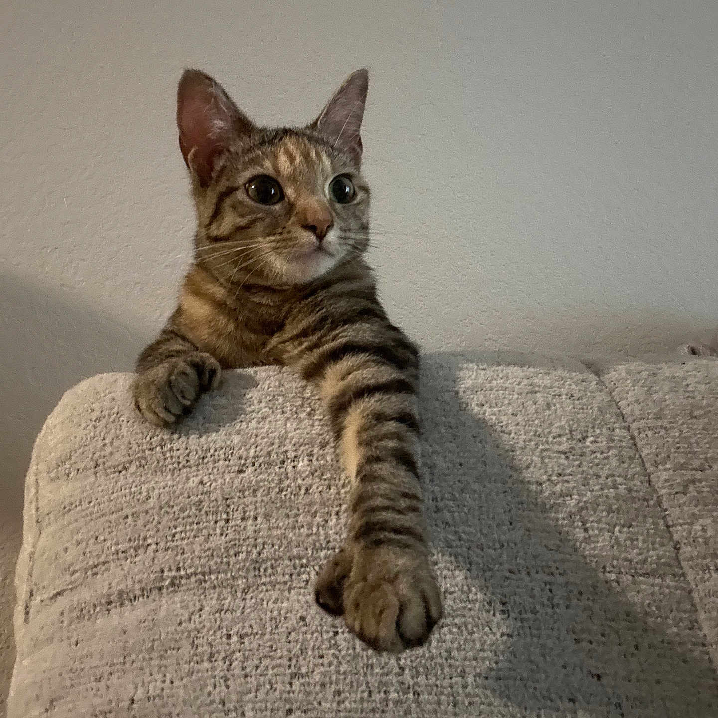 Aurora is registered to the contest to win money with this photo: cat, tabby, indoor, couch, furniture, paw, pet, animal, curious, texture, home, wall, relaxed, feline, whiskers, claws, looking, stretching, cute, domestic