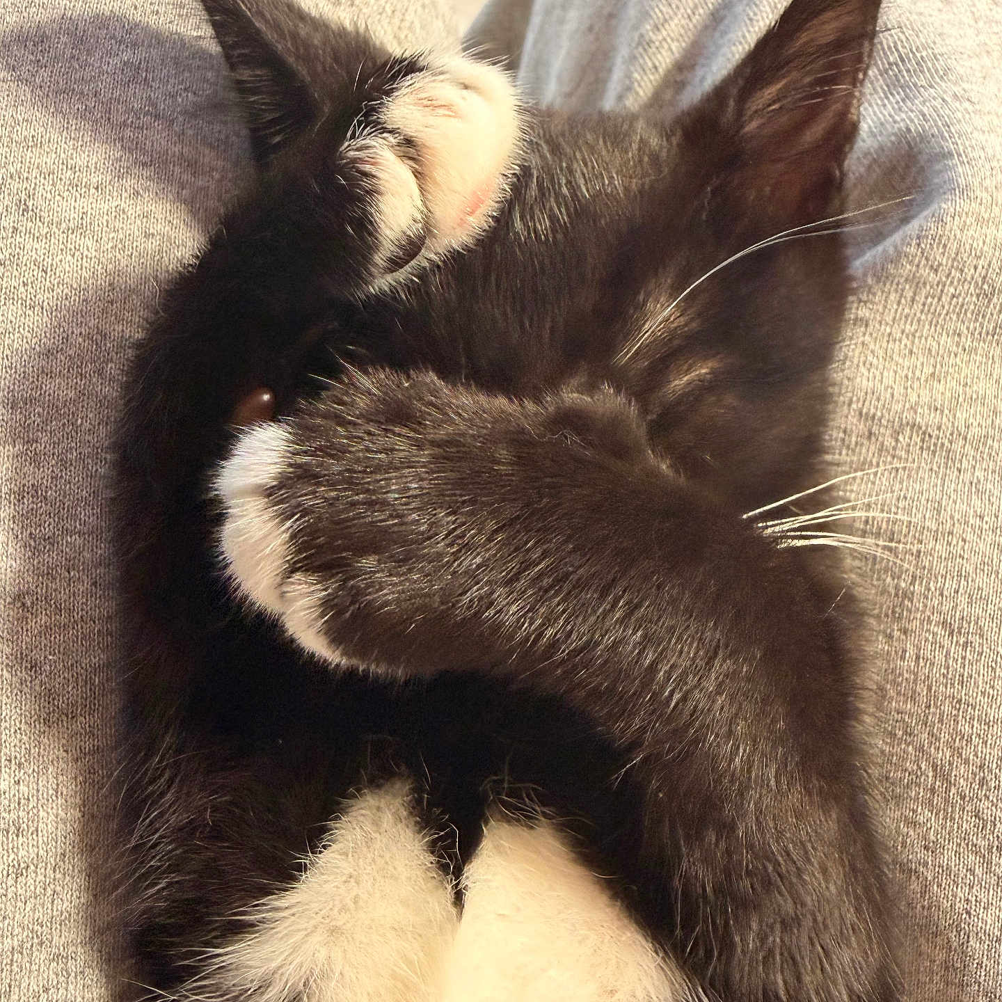 Boots is registered to the contest to win money with this photo: cat, kitten, black_and_white, paw, covering_face, sleeping, lap, cozy, feline, pet, animal, indoor, resting, soft_fur, cute, whiskers, relaxed, sunlight, comfort, close_up