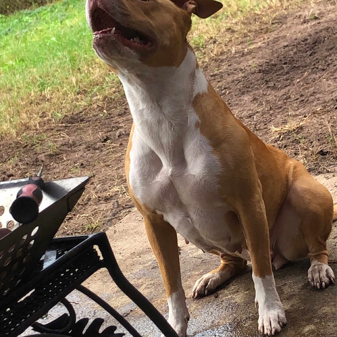 Nala