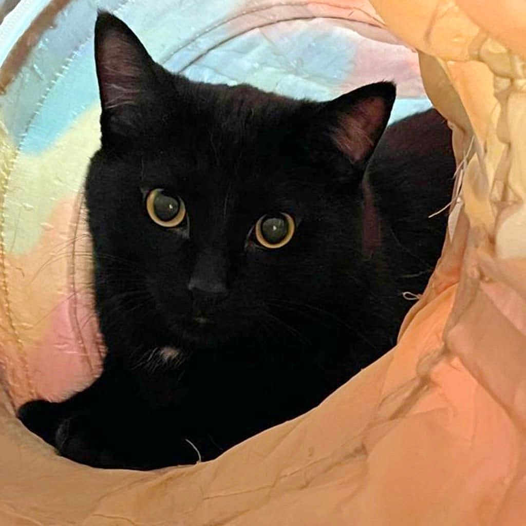 Binx is registered to the contest to win money with this photo: animal, blackcat, cat, kitten, pet