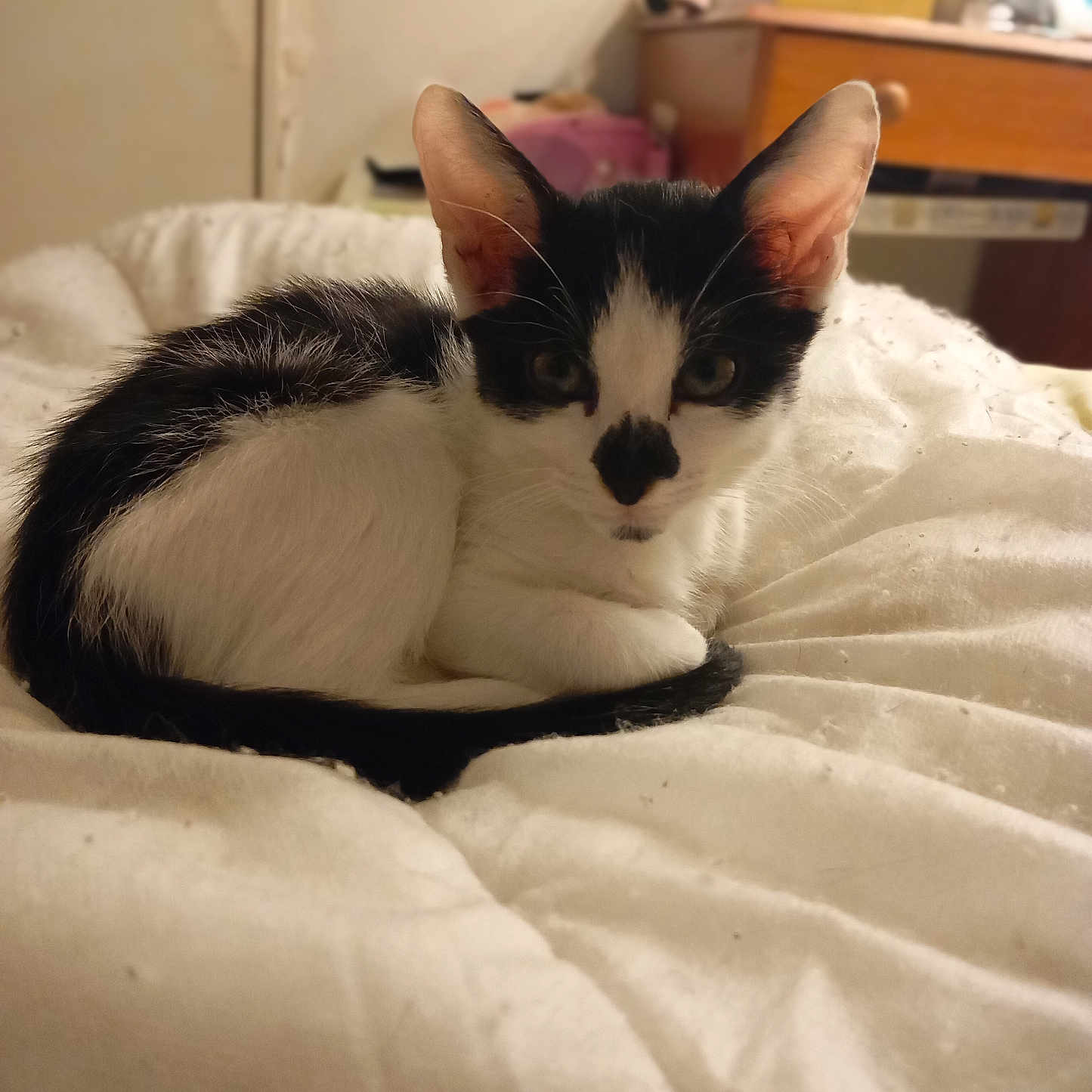 Pattenrond participe au concours pour gagner de l'argent avec cette photo : animal, bedroom, black_and_white, blanket, cat, cozy, curious, cute, domestic, ears, fur, furniture, indoor, kitten, looking, pet, resting, small, table, young