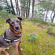 Lucky participe au concours pour gagner de l'argent avec cette photo : dog, canine, outdoor, forest, moss, trees, nature, harness, animal, pet, sitting, greenery, smiling, adventure, landscape, wildlife, happy, fur, woods, lake