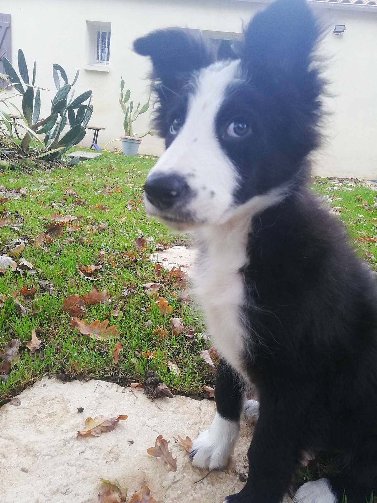 Igor a rejoint le concours — aidez-le/la à gagner de superbes lots ! border_collie, canidae, carnivore, companion_dog, dog, dog_breed, fur, grass, herding_dog, plant, sporting_group, whiskers, window, working_animal, working_dog