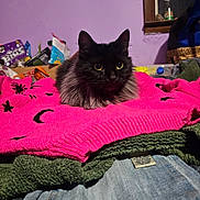 Grizzly is registered to the contest to win money with this photo: cat, black_cat, feline, pet, blanket, pink_blanket, towel, bed, indoor, cozy, fur, yellow_eyes, whiskers, portrait, close_up, window, shelf, snacks, clutter, jeans