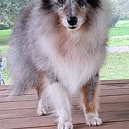 Madjah participe au concours pour gagner de l'argent avec cette photo : animal, cute, dog, ears, eyes, fluffy, gray_fur, long_coat, nose, outdoor, park, paws, pet, porch, portrait, standing, tan_fur, trees, white_fur, wooden_table