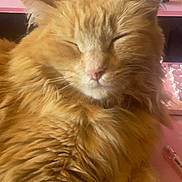 Pumpkin is registered to the contest to win money with this photo: cat, close_up, cozy, cute, domestic_animal, ears, feline, figurines, fluffy, fur, indoor, keyboard, nose, orange_cat, pet, pink_surface, relaxed, resting, sleeping, whiskers