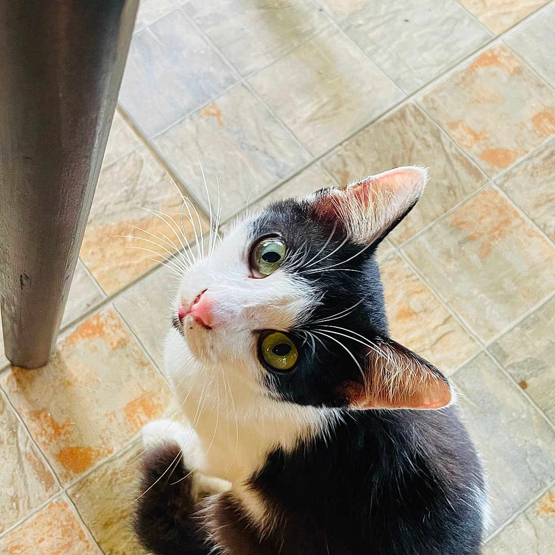 Mahmoud participe au concours pour gagner de l'argent avec cette photo : animal, black_and_white, cat, chair_leg, curious, cute, domestic_animal, ears, eyes, feline, floor, fur, indoor, looking_up, nose, pet, sitting, tail, tile, whiskers