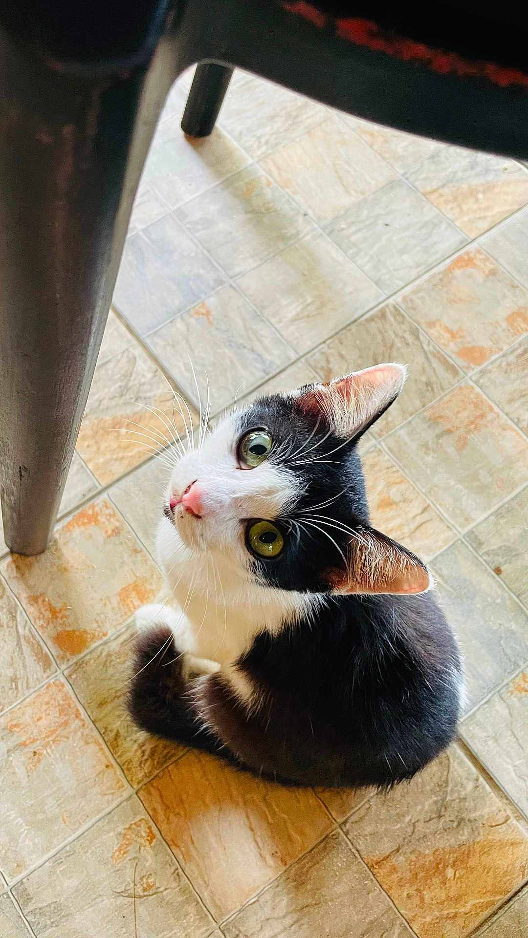 Mahmoud participe au concours pour gagner de l'argent avec cette photo : animal, black_and_white, cat, chair_leg, curious, cute, domestic_animal, ears, eyes, feline, floor, fur, indoor, looking_up, nose, pet, sitting, tail, tile, whiskers