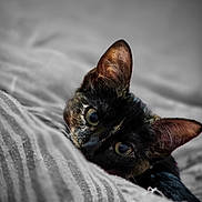 Chouquette participe au concours pour gagner de l'argent avec cette photo : animal, blanket, cat, close_up, cozy, curious, cute, ears, eyes, feline, fur, indoor, lying_down, pet, portrait, resting, soft_focus, striped, tortoiseshell, whiskers