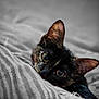 animal, blanket, cat, close_up, cozy, curious, cute, ears, eyes, feline, fur, indoor, lying_down, pet, portrait, resting, soft_focus, striped, tortoiseshell, whiskers