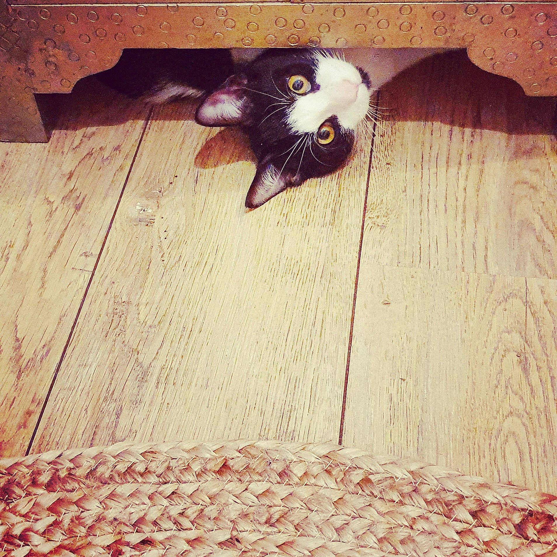 Billy participe au concours pour gagner de l'argent avec cette photo : beauty, cat, felidae, floor, flooring, hardwood, illustration, kitten, long_hair, small_to_medium_sized_cats, square, tail, tile, tints_and_shades, visual_arts, wall, wood, wood_flooring