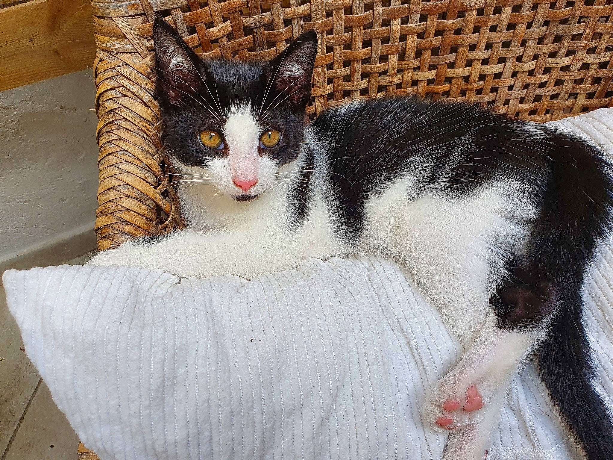 Billy participe au concours pour gagner de l'argent avec cette photo : aegean_cat, american_wirehair, black_and_white, carnivore, cat, domestic_short_haired_cat, european_shorthair, eye, felidae, fur, japanese_bobtail, kitten, mammal, polydactyl_cat, small_to_medium_sized_cats, tail, turkish_van, whiskers