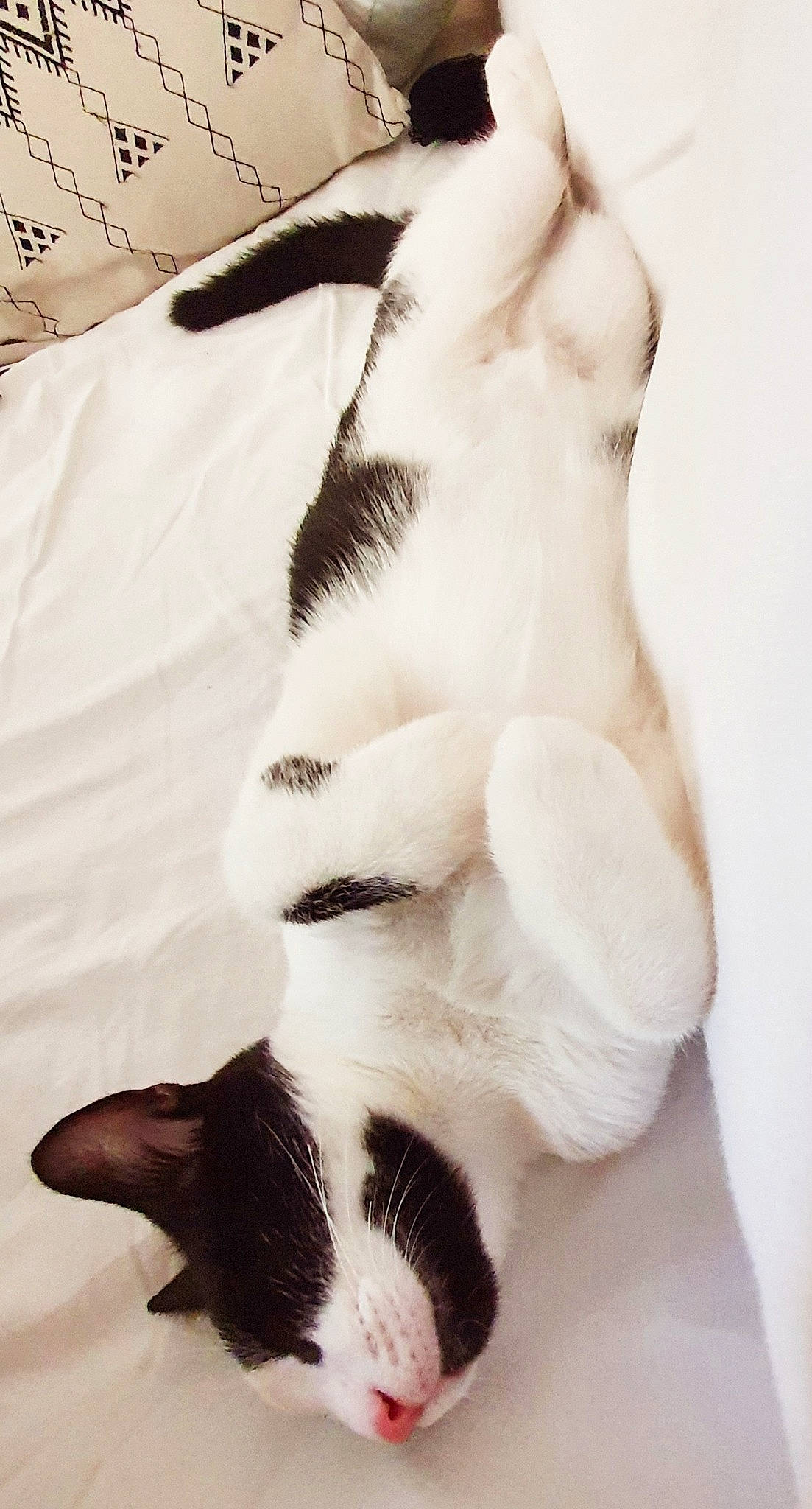 Billy a rejoint le concours — aidez-le/la à gagner de superbes lots ! carnivore, cat, claw, felidae, fur, paw, polydactyl_cat, small_to_medium_sized_cats, tail, whiskers, white